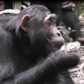 Researchers observed chimps in Budongo Forest, Uganda. Credit: Anne Schel.